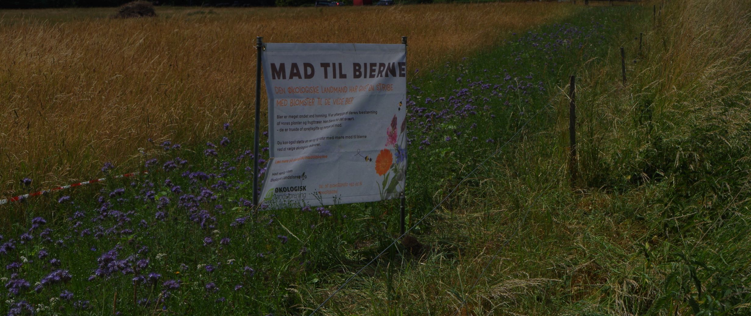 Blomsterstribe med vilde blomster og skilt